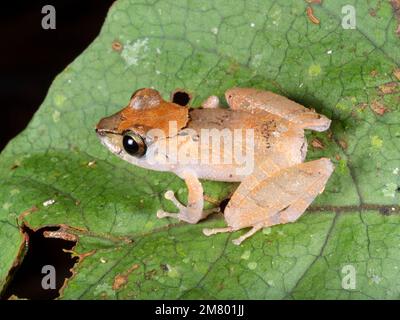 Kichwa Rain Frog (Pristimantis kichwarum), im Regenwald Untergeschichte bei Nacht, Ecuador Stockfoto