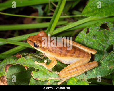 Quacking River Frog (Boana lanciformis) im Regenwald, Provinz Orellana, Ecuador Stockfoto