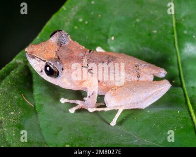Kichwa Rain Frog (Pristimantis kichwarum), im Regenwald Untergeschichte bei Nacht, Ecuador Stockfoto