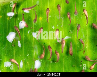 Eier eines kleinen Treefrogs (Dendropsophus sp.) Über einem Regenwaldteich. Die Kaulquappen fallen ins Wasser, wenn sie schlüpfen. In Orellana Pro Stockfoto