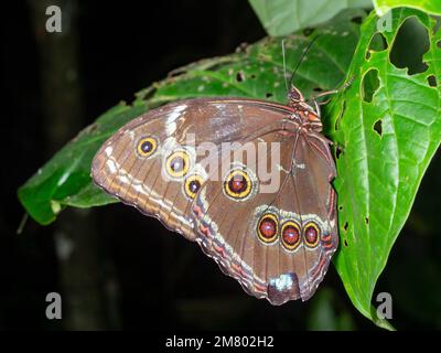 Morpho-Schmetterling im Regenwald mit gefalteten Flügeln, Provinz Orellana, Ecuador Stockfoto