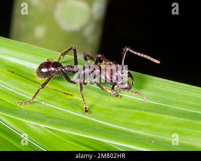 Bullet Ant (Paraponera clavata) auf einem Blatt im Regenwald, Provinz Orellana, Ecuador Stockfoto