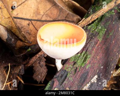 Becherpilz (Cookeina sulcipes), der auf einem toten Ast auf dem Regenwaldboden wächst, Provinz Orellana, Ecuador Stockfoto