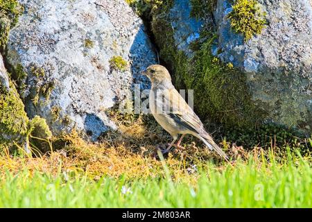 Weiblicher Chaffinch, der auf dem Boden gegen sonnenbeleuchtete Felsbrocken steht Stockfoto