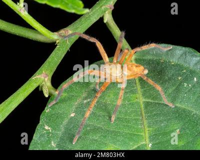 Huntsman Spider (Sadala sp. Sparassidae) im Regenwald bei Nacht, Provinz Orellana, Ecuador Stockfoto