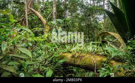 Gefallener Ast mit epiphytischen Farnen und regenerierender Vegetation im Regenwald, Provinz Orellana, Ecuador Stockfoto