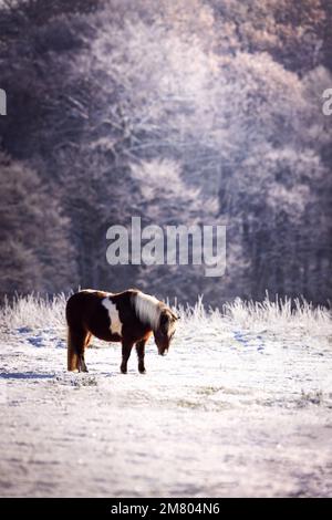 Braunes weißes Pferd im Schnee auf der Wiese im Winter in deutschland, europa Stockfoto