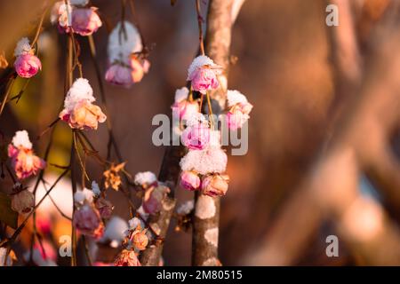 Gefrorene rosa Rosen mit Schnee oben in warmem Licht im Garten Stockfoto