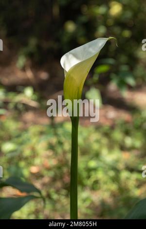 Vertikales Foto einer Calla Lily oder einer Gannet-Blume im Feld mit ihrem langen Stiel und Platz für Text Stockfoto