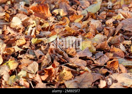Herbstlaub im Wald bei Redcar, North Yorkshire, Großbritannien. 02/11/2021 Stockfoto