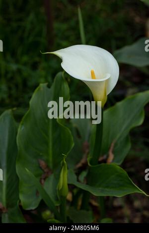 Vertikales Foto einer Calla Lily oder einer Gannet-Blume im Feld mit ihrem langen Stiel und Platz für Text Stockfoto