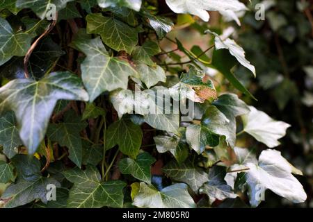Englische Efeu, die auf einem Baum in den Wäldern in der Nähe von Redcar, NorthYorkshire, Großbritannien, wächst. 02/11/2021 Foto: Stuart Boulton Stockfoto