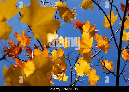 Im Herbst auf einem Baum. Redcar UK 02/11/2021 Foto: Stuart Boulton Stockfoto