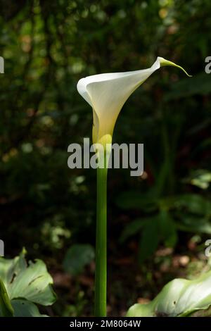 Vertikales Foto einer Calla Lily oder einer Gannet-Blume im Feld mit ihrem langen Stiel und Platz für Text Stockfoto