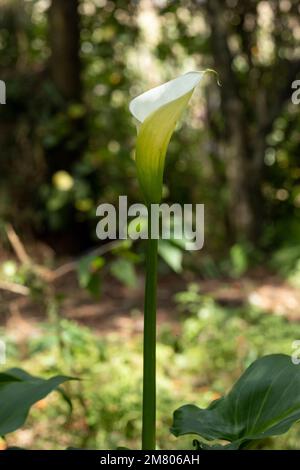 Vertikales Foto einer Calla Lily oder einer Gannet-Blume im Feld mit ihrem langen Stiel und Platz für Text Stockfoto