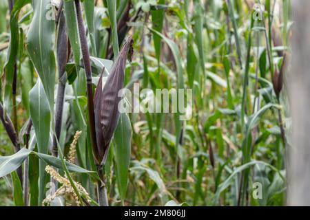 Mais oder Elote, bevor sie auf einem Feld oder Feld in Mexiko angebaut werden Stockfoto