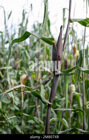 Mais oder Elote, bevor sie auf einem Feld oder Feld in Mexiko angebaut werden Stockfoto