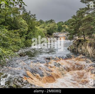 Ein geschwollener River Tees bei Low Force während einer sehr kurzen hellen Pause an einem ansonsten feuchten und trüben Tag. Vom Pennine Way an der Wynch Bridge. Stockfoto