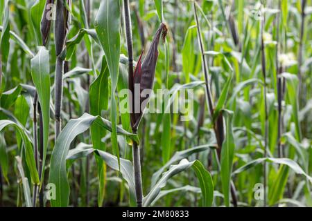 Mais oder Elote, bevor sie auf einem Feld oder Feld in Mexiko angebaut werden Stockfoto