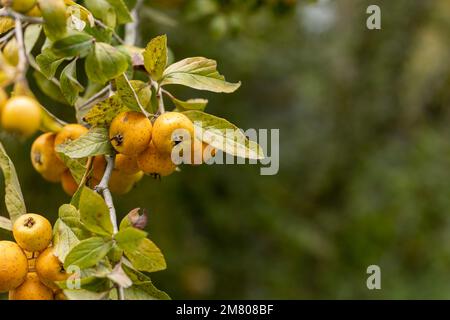 Tejocote en Arbol, Winterfrucht machte Punsch in Mexiko Stockfoto