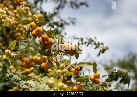 Ein Ast voller gelber Weissdorne mit dem Himmel im Hintergrund und Kopierraum Stockfoto