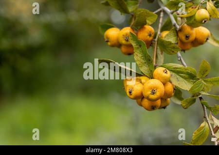 Tejocote en Arbol, Winterfrucht machte Punsch in Mexiko Stockfoto