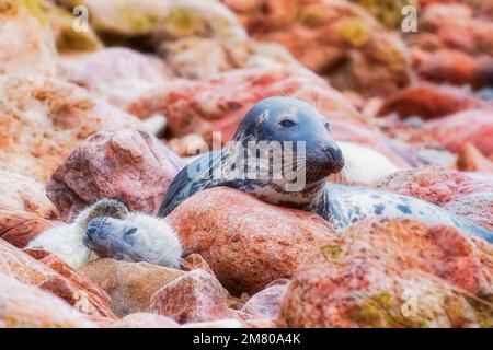 Grauer Seehund mit Welpen an einem felsigen Ufer Stockfoto