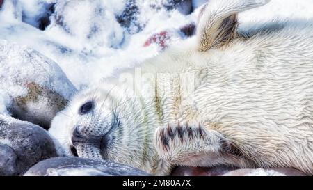 Verspielter grauer Robbenhund, der im Schnee lag Stockfoto