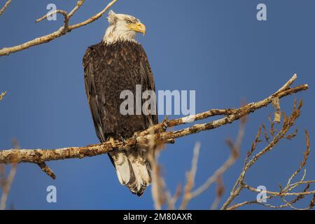 Subadulter Weißkopfseeadler (Haliaeetus leucocephalus) auf einem Ast mit Wind, der die Federn auf dem Kopf wackelt. Lassen County, Kalifornien, USA. Stockfoto