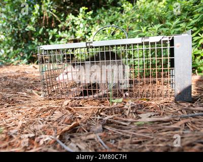 Opossum in lebender humaner Falle. Oposssum marsupial gefangen. Schädling- und Nagetierentfernungskäfig. Fang und lass Tierschutzdienst frei. Stockfoto