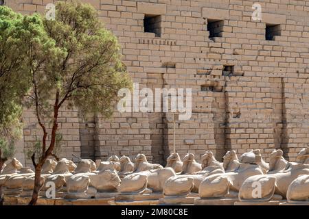 DROMOS, AVENUE DER ZIEGENSPHINXEN, DIE ZUM EINGANG DES TEMPELS VON KARNAK FÜHRT, ANTIKE ÄGYPTISCHE STÄTTE AUS DER DYNASTIE VON 13TH, UNESCO-WELTKULTURERBE, LUXOR, ÄGYPTEN, AFRIKA Stockfoto