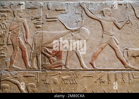 BAUERNARBEIT MIT DEN TIEREN, MELKEN EINER KUH, BAS-RELIEF IN DER MASTABA VON KAGEMNI, WESIR WÄHREND DER HERRSCHAFT VON KÖNIG TETI, SAKKARA-NEKROPOLE, REGION MEMPHIS, EHEMALIGE HAUPTSTADT DES ALTEN ÄGYPTEN, KAIRO, ÄGYPTEN, AFRIKA Stockfoto