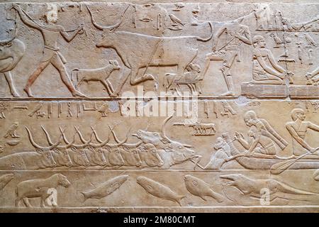 LANDWIRTSCHAFTLICHE ARBEITEN MIT VIEHZUCHT UND FISCHEREI, MELKEN EINER KUH, BAS-RELIEF IN DER MASTABA VON KAGEMNI, WESIR WÄHREND DER HERRSCHAFT VON KÖNIG TETI, SAQQARA NEKROPOLE, ÄGYPTEN, AFRIKA Stockfoto