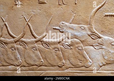 FARM MIT EINER HERDE KÜHE, BAS-RELIEF IN DER MASTABA VON KAGEMNI, WESIR WÄHREND DER HERRSCHAFT VON KÖNIG TETI, SAKKARA-NEKROPOLE, REGION MEMPHIS, EHEMALIGE HAUPTSTADT DES ALTEN ÄGYPTEN, KAIRO, ÄGYPTEN, AFRIKA Stockfoto