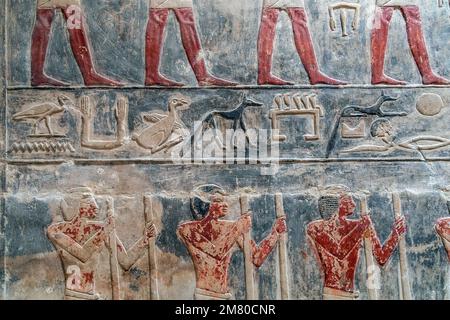 BAUERNARBEIT, BAS-RELIEF IN DER MASTABA VON KAGEMNI, WESIR WÄHREND DER HERRSCHAFT VON KÖNIG TETI, SAQQARA-NEKROPOLE, REGION MEMPHIS, EHEMALIGE HAUPTSTADT DES ALTEN ÄGYPTEN, KAIRO, ÄGYPTEN, AFRIKA Stockfoto