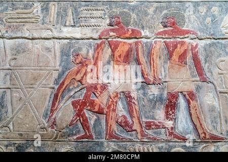 BAUERNARBEIT, BAS-RELIEF IN DER MASTABA VON KAGEMNI, WESIR WÄHREND DER HERRSCHAFT VON KÖNIG TETI, SAQQARA-NEKROPOLE, REGION MEMPHIS, EHEMALIGE HAUPTSTADT DES ALTEN ÄGYPTEN, KAIRO, ÄGYPTEN, AFRIKA Stockfoto