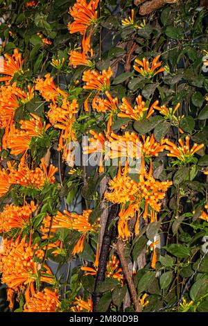 Orangenflammenwein, Pyrostegia venusta Stockfoto