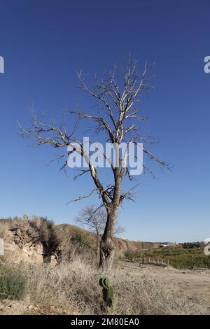 Bäume im Winter ohne Blätter in einer bergigen Landschaft Stockfoto