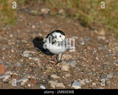 Rattenschwanz Motacilla Alba Fütterung im Winter Norfolk Stockfoto