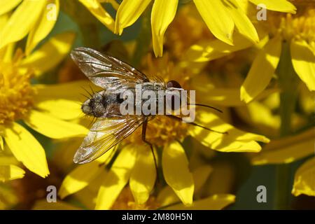 Nahaufnahme Tachinide Fliege Prosena siberita. Familie Tachinidae. Uber verschwommene Blüten von Ragwurz (Jacobaea vulgaris, Senecio jacobaea) Sommer, holländischer Garten Stockfoto