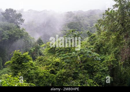 Niedrige Wolken umhüllen den Regenwald in den Sierra Madre del Sur Mountains in Oaxaca, Mexiko. Stockfoto