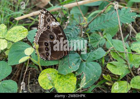 Ein blauer Morpho-Schmetterling, Morpho peleides, sitzt auf einem Blatt im Regenwald in den Sierra Madre del Sur Bergen von Oaxaca, Mexiko. Stockfoto