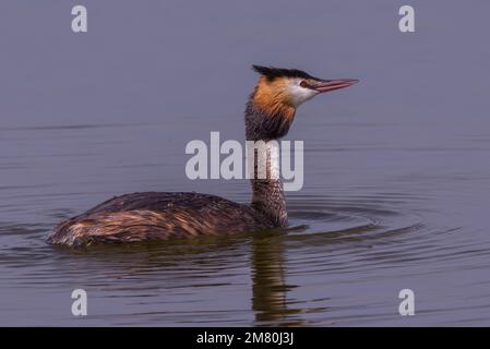 Great Crested Grebe (Podiceps cristatus) bei RSPB Frampton Marshes, Lincolnshire, Großbritannien Stockfoto