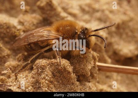 Natürliche Nahaufnahme eines männlichen Frühlings, der frühe Zellophan-Einzelbiene, Biene, Colletes cunicularius, im Sand krabbelt Stockfoto