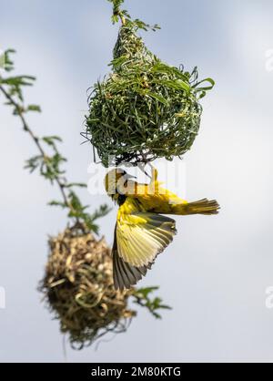 Speke's Weaver (Ploceus spekei), der vom Nest hängt, Masai Mara, Kenia, Afrika Stockfoto