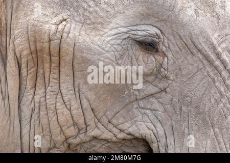 Nahaufnahme des Kopfes des afrikanischen Buschelefanten (Loxodonta africana), Amboseli Nationalpark. Kenia Stockfoto