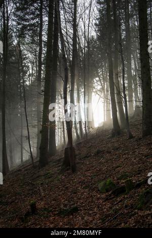 Die Sonnenstrahlen kommen durch die Zweige im nebligen Wald. Stockfoto