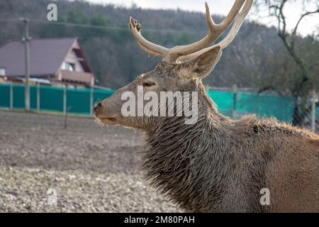 Rotwildmanagement. Hirschzucht in Gefangenschaft. Halten Sie wilde Tiere. Stockfoto