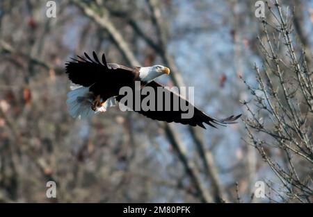 Moncure, North Carolina, USA. 11. Januar 2023. Ein erwachsener Weißkopfadler fliegt zu einem Baum, nachdem er einen Fisch am B. Everett Jordan Dam und am See in Moncure, NC, gefangen hat. Im Winter beherbergt der Jordan Lake eine der höchsten Populationen von Weißkopfadlern an der Ostküste. Der See ist eine der größten offenen Grünflächen der Research Triangle Region. Das Jordan Lake Project spart 46.768 Hektar Land inmitten eines expandierenden Stadtgebiets. Von diesen insgesamt wurden 13.900 Hektar überflutet, um den See zu bilden, und 32.868 Hektar werden für Erholung und Wildtiermanagement bewirtschaftet. (Kreditbild: © Bob Karp/Z Stockfoto