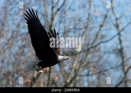 Moncure, North Carolina, USA. 11. Januar 2023. Ein erwachsener Weißkopfadler fliegt zu einem Baum, nachdem er einen Fisch am B. Everett Jordan Dam und am See in Moncure, NC, gefangen hat. Im Winter beherbergt der Jordan Lake eine der höchsten Populationen von Weißkopfadlern an der Ostküste. Der See ist eine der größten offenen Grünflächen der Research Triangle Region. Das Jordan Lake Project spart 46.768 Hektar Land inmitten eines expandierenden Stadtgebiets. Von diesen insgesamt wurden 13.900 Hektar überflutet, um den See zu bilden, und 32.868 Hektar werden für Erholung und Wildtiermanagement bewirtschaftet. (Kreditbild: © Bob Karp/Z Stockfoto